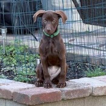 Juliet -  Poodle and Mixed Breed Dog for Adoption in Dayton, Ohio - Juliet | PetCurious