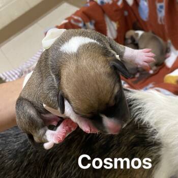 Rescue Beagle and Terrier Dogs for Adoption in Jacksboro, Tennessee - Cosmos | PetCurious