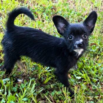 Ryn -  Yorkshire Terrier and Chihuahua Dog for Adoption in Tylertown, Mississippi - Ryn | PetCurious