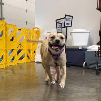 Honey Bee -  Mixed Breed Dog for Adoption in Mentor, Ohio - Honey Bee | PetCurious