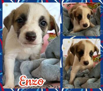 Enzo -  Beagle and Chihuahua Dog for Adoption in Ringwood, New Jersey - Enzo | PetCurious
