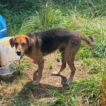 Orange Train Wreck Stray Hold 8/12 -  Mixed Breed Dog for Adoption in Huntington, West Virginia - Orange Train Wreck Stray Hold 8/12 | PetCurious