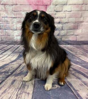 Bernie -  Australian Shepherd Dog for Adoption in Quincy, Michigan - Bernie | PetCurious