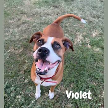 Violet -  Boxer Dog for Adoption in Shreveport, Louisiana - Violet | PetCurious