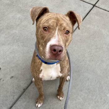 Tanner -  Pit Bull Terrier Dog for Adoption in Chicago, Illinois - Tanner | PetCurious