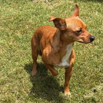 Chihuahua and Mixed Breed Dogs Available for Adoption in Denison, Texas - Miracle | PetCurious