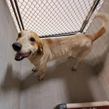 Linus -  Hound and Mixed Breed Dog for Adoption in Parrish, Alabama - Linus | PetCurious