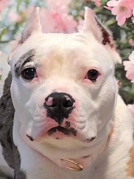 Rescue Pit Bull Terrier Dogs for Adoption in Fredericksburg, Virginia - Tsubaki | PetCurious
