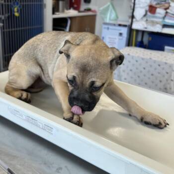 108648 -  Mixed Breed Dog for Adoption in Las Cruces, New Mexico - 108648 | PetCurious