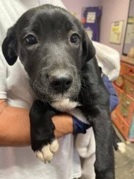 Mixed Breed Dogs Available for Adoption in West Chester, Pennsylvania - Eva | PetCurious