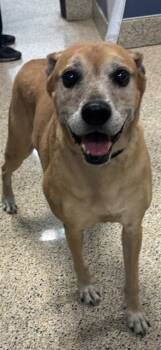 Rescue Boxer Dogs for Adoption in Doral, Florida - BANDIT | PetCurious