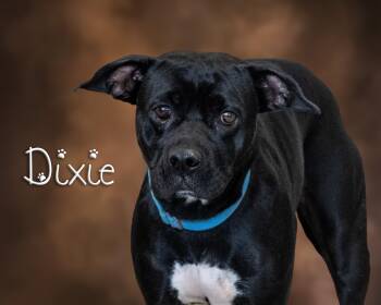 Rescue Pit Bull Terrier Dogs for Adoption in Somerset, Pennsylvania - Dixie | PetCurious