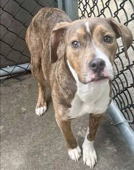 Glenn -  Pit Bull Terrier Dog for Adoption in Chicago, Illinois - Glenn | PetCurious