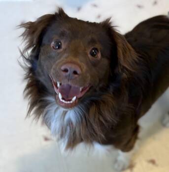 Australian Shepherd and Mixed Breed Dogs Available for Adoption - Brownie | PetCurious