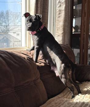 Pit Bull Terrier Dogs Available for Adoption - Zara | PetCurious