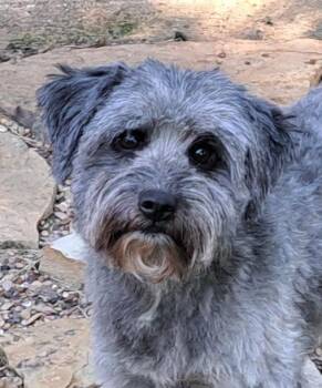 Milo -  Miniature Schnauzer and Havanese Dog for Adoption in Cross Timber, Texas - Milo | PetCurious