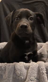 Hank -  German Shepherd Dog and Australian Shepherd Dog for Adoption in Bloomsdale, Missouri - Hank | PetCurious