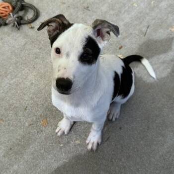 Rescue Terrier Dogs for Adoption in Ukiah, California - Fidget | PetCurious