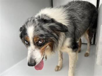 A659013 -  Australian Shepherd and Mixed Breed Dog for Adoption in Houston, Texas - A659013 | PetCurious