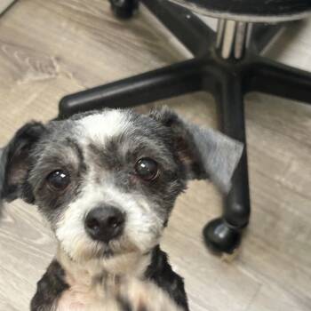 Maltese and Yorkshire Terrier Dogs Available for Adoption in Sarasota, Florida - Hannah | PetCurious