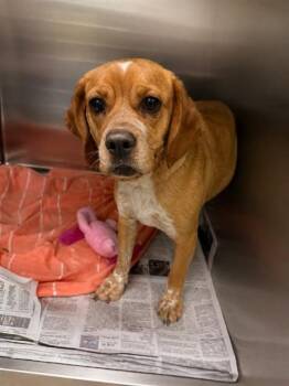Beagle and Mixed Breed Dogs Available for Adoption in St. Louis, Missouri - PUMPERNICKEL | PetCurious