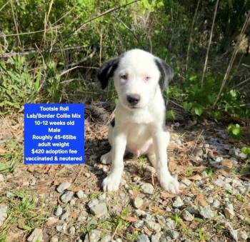 Labrador Retriever and Border Collie Dogs Available for Adoption - Tootsie Roll | PetCurious