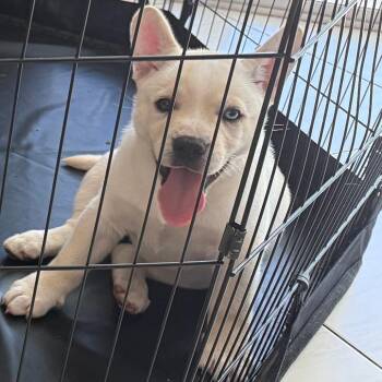 Bella -  French Bulldog and German Shepherd Dog Dog for Adoption in West Palm Beach, Florida - Bella | PetCurious