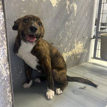 Mixed Breed Dogs Available for Adoption - MASHED PATATERS | PetCurious