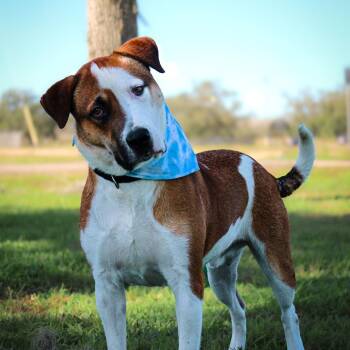 Malcom -  Mixed Breed Dog for Adoption in Lake Jackson, Texas - Malcom | PetCurious