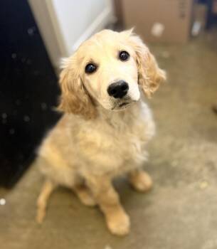 Goldendoodle Dogs Available for Adoption - Scamp 26D-029 | PetCurious
