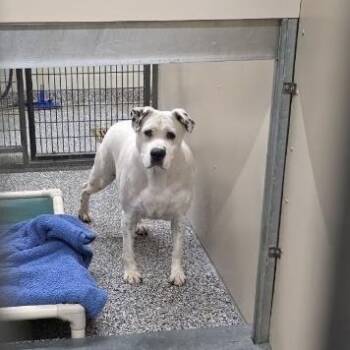 Rosie -  Mixed Breed Dog for Adoption in Fairport, New York - Rosie | PetCurious