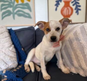 Australian Cattle Dog Blue Heeler and Cattle Dog Dogs Available for Adoption - La Rouge Sweetpea | PetCurious