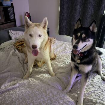 Husky and American Eskimo Dog Dogs Available for Adoption in Lakeport, California - Miso | PetCurious