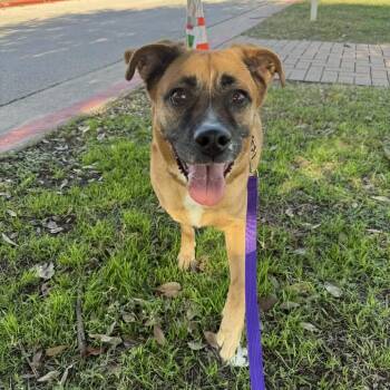 Nala -  Black Mouth Cur and Mixed Breed Dog for Adoption in Austin, Texas - Nala | PetCurious