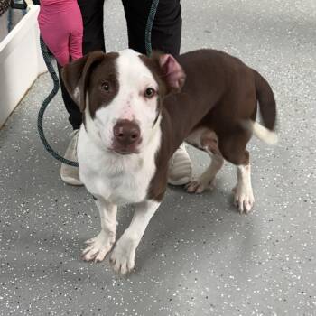 Wesson -  Mountain Cur Dog for Adoption in Bardstown, Kentucky - Wesson | PetCurious