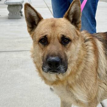 Ceasar -  German Shepherd Dog Dog Available for Adoption in Fresno, California - Ceasar | PetCurious