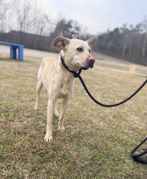 Retriever Dogs Available for Adoption - Giannah 26D-037 | PetCurious