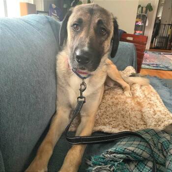 Annie -  Anatolian Shepherd Dog for Adoption in Chicago, Illinois - Annie | PetCurious