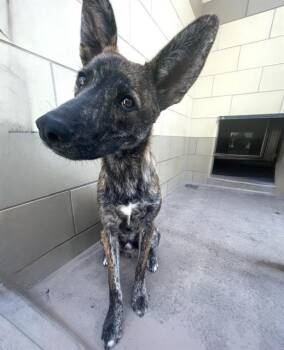 Rescue Dutch Shepherd Dogs for Adoption in Sebec, Maine - TUCKER | PetCurious