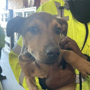 Shepherd Dogs Available for Adoption - Piper | PetCurious