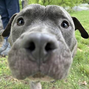 BUDDY -  American Staffordshire Terrier Dog for Adoption in New York, New York - BUDDY | PetCurious