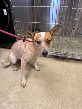 Cali Girl -  Australian Cattle Dog Blue Heeler Dog for Adoption in Rockwall, Texas - Cali Girl | PetCurious