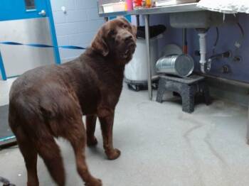 BELLE -  Newfoundland Dog and Saint Bernard Dog for Adoption in Albuquerque, New Mexico - BELLE | PetCurious