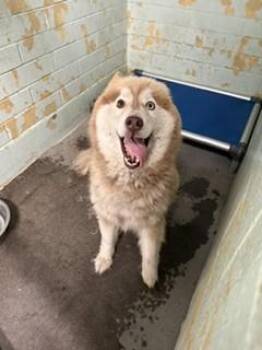 GINGER -  Alaskan Malamute Dog for Adoption in Stockton, California - GINGER | PetCurious