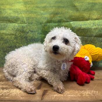 Louise Sue -  Bichon Frise Dog for Adoption in Normal, Illinois - Louise Sue | PetCurious