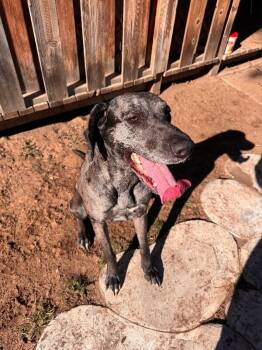 Great Dane and Belgian Shepherd Malinois Dogs Available for Adoption - Willow | PetCurious