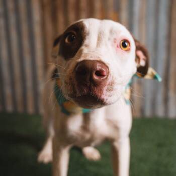 NELLIE -  Mixed Breed Dog for Adoption in Cranston, Rhode Island - NELLIE | PetCurious