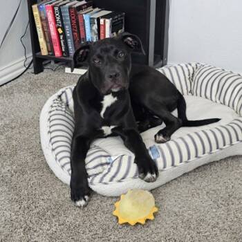 Rescue Retriever and Pit Bull Terrier Dogs for Adoption in Fort Worth, Texas - Reign | PetCurious