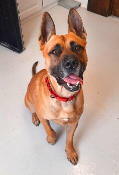 German Shepherd Dog Dogs Available for Adoption in Mount Gilead, Ohio - Valdo | PetCurious