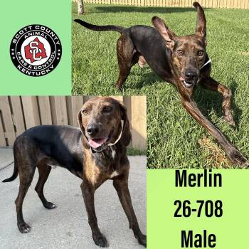 Merlin -  Plott Hound Dog for Adoption in Georgetown, Kentucky - Merlin | PetCurious